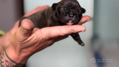 Cuccioli Bouledogue francese
