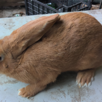 Coniglio Fulva di Borgogna