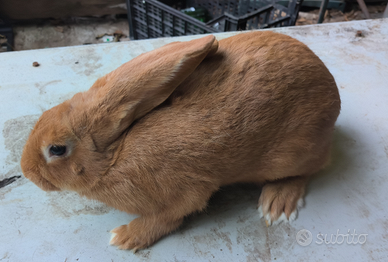 Coniglio Fulva di Borgogna
