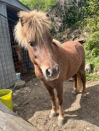 Pony maschio di 3 anni