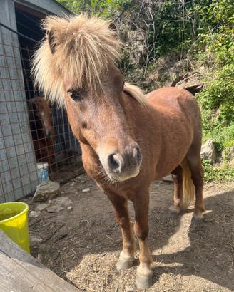 Pony maschio di 3 anni