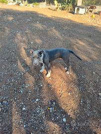 Cuccioli Amstaff