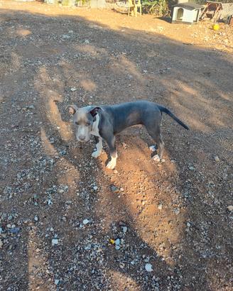 Cuccioli Amstaff