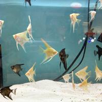 SCALARE pterophyllum tutte le colorazioni