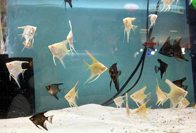 SCALARE pterophyllum tutte le colorazioni