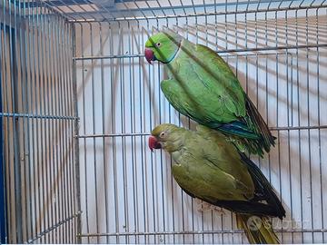 Parrocchetti dal collare coppia