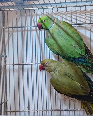 Parrocchetti dal collare coppia