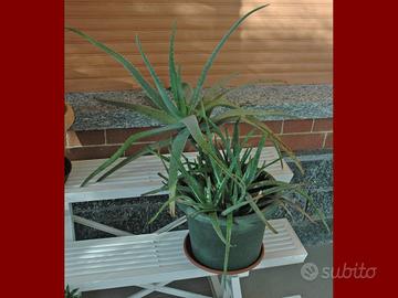 Pianta di Aloe Vera
