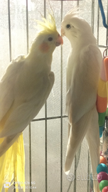 Coppia di Calopsite bianco e gialla