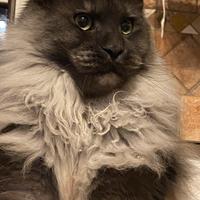 Maine Coon