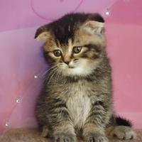 Principessa di razza pura con VACCINAZIONE