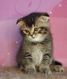 Principessa di razza pura con VACCINAZIONE