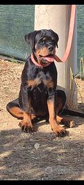 Cucciola rottweiler pedigree