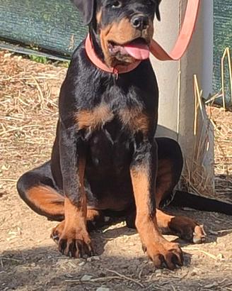 Cucciola rottweiler pedigree