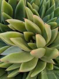 Pianta succulente