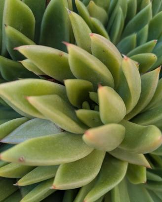 Pianta succulente