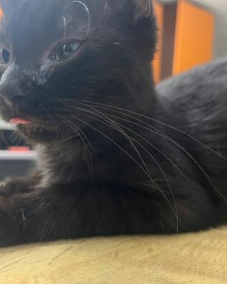 Gattina 3 mesi