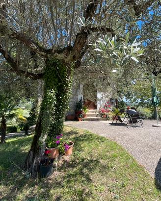 Relax nell uliveto dei Borghi Sabini