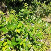 PIANTE DI MIRTILLO GIGANTE IN PRODUZIONE