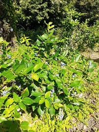 PIANTE DI MIRTILLO GIGANTE IN PRODUZIONE