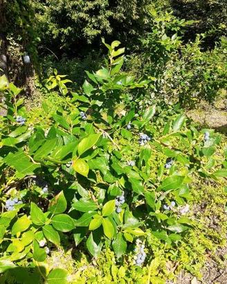 PIANTE DI MIRTILLO GIGANTE IN PRODUZIONE