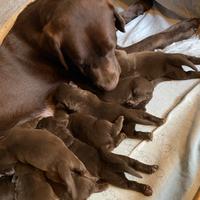 Labrador cioccolato