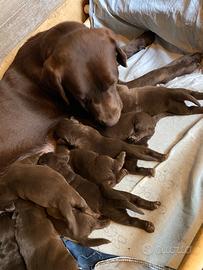 Labrador cioccolato