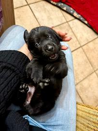 Cuccioli di Labrador