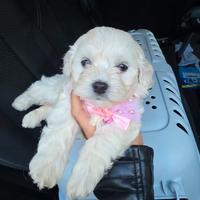 Cucciola Maltipoo toy e maschietto