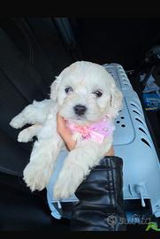 Cucciola Maltipoo toy e maschietto