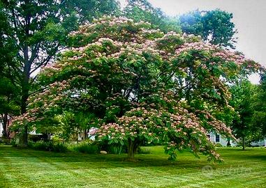 Acacia di Costantinopoli dona eleganza al giardino