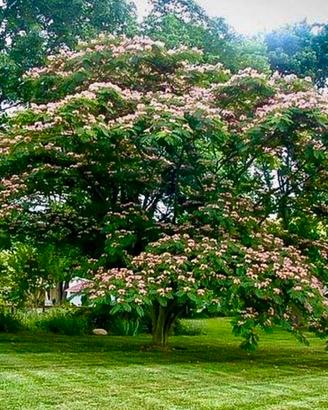 Acacia di Costantinopoli dona eleganza al giardino