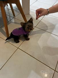 Femminuccia di Yorkshire Toy