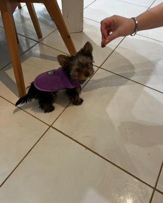 Femminuccia di Yorkshire Toy