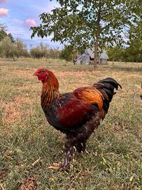 Brahma
