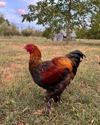 Brahma