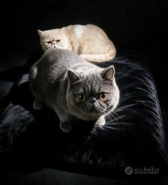 Persiano pelo corto