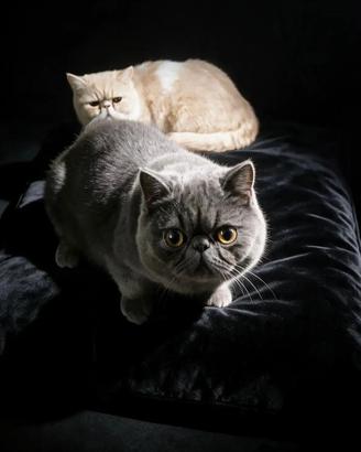 Persiano pelo corto