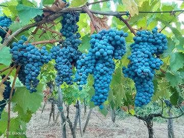 uva Montepulciano doc