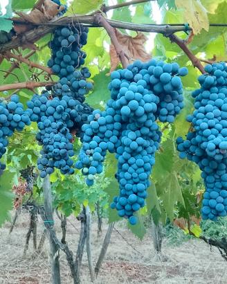 uva Montepulciano doc