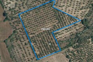 Terreno su SP 18 per Cassano