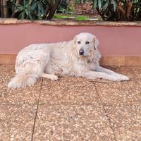 Cessione gratuita cane