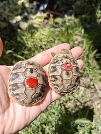 Testudo Hermanni Boettgeri