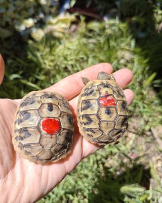 Testudo Hermanni Boettgeri