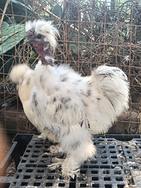 Gallo moroseta showgirl