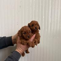 Barboncino toy red Maschio e femmina