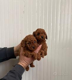 Barboncino toy red Maschio e femmina