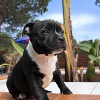 Staffordshire bullterrier con pedigree alta geneal