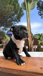 Staffordshire bullterrier con pedigree alta geneal