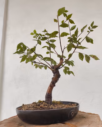 mini bonsai